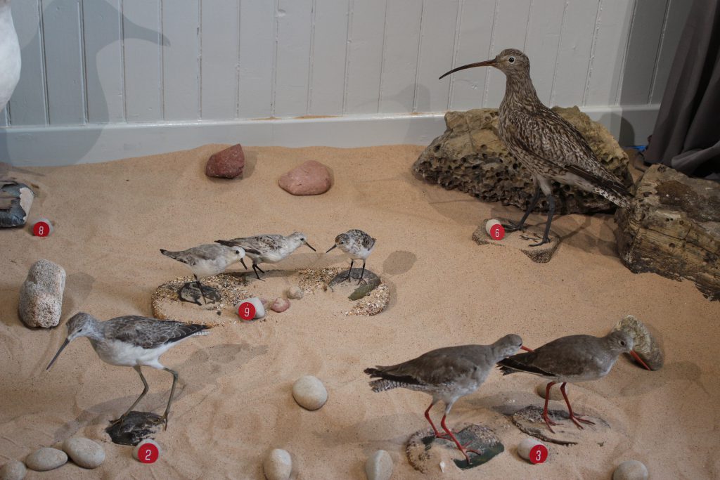 Match the numbers to the bird names, an activity at the Coastal Communities Museum (East Lothian Collections)