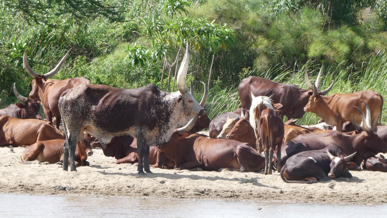 I don’t do things by halves – The incredible conservation of the James ...