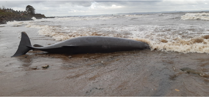 Photo of a whale stranded on a beach.