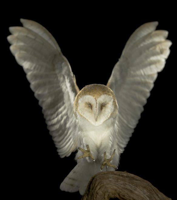 Photo of a barn owl in flight.