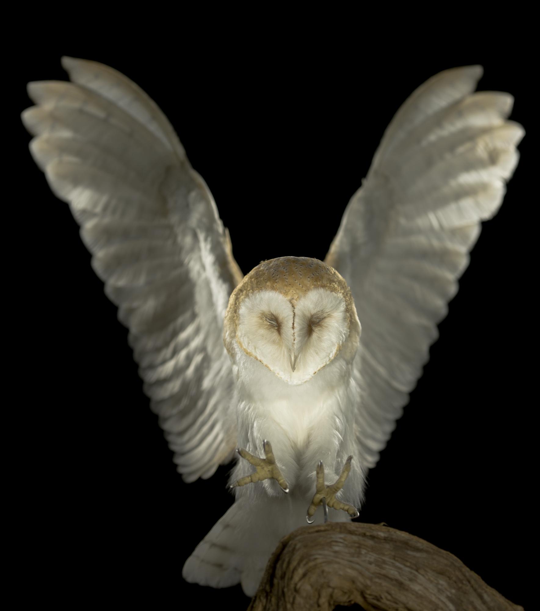 Barn Owl | National Museums Scotland Blog