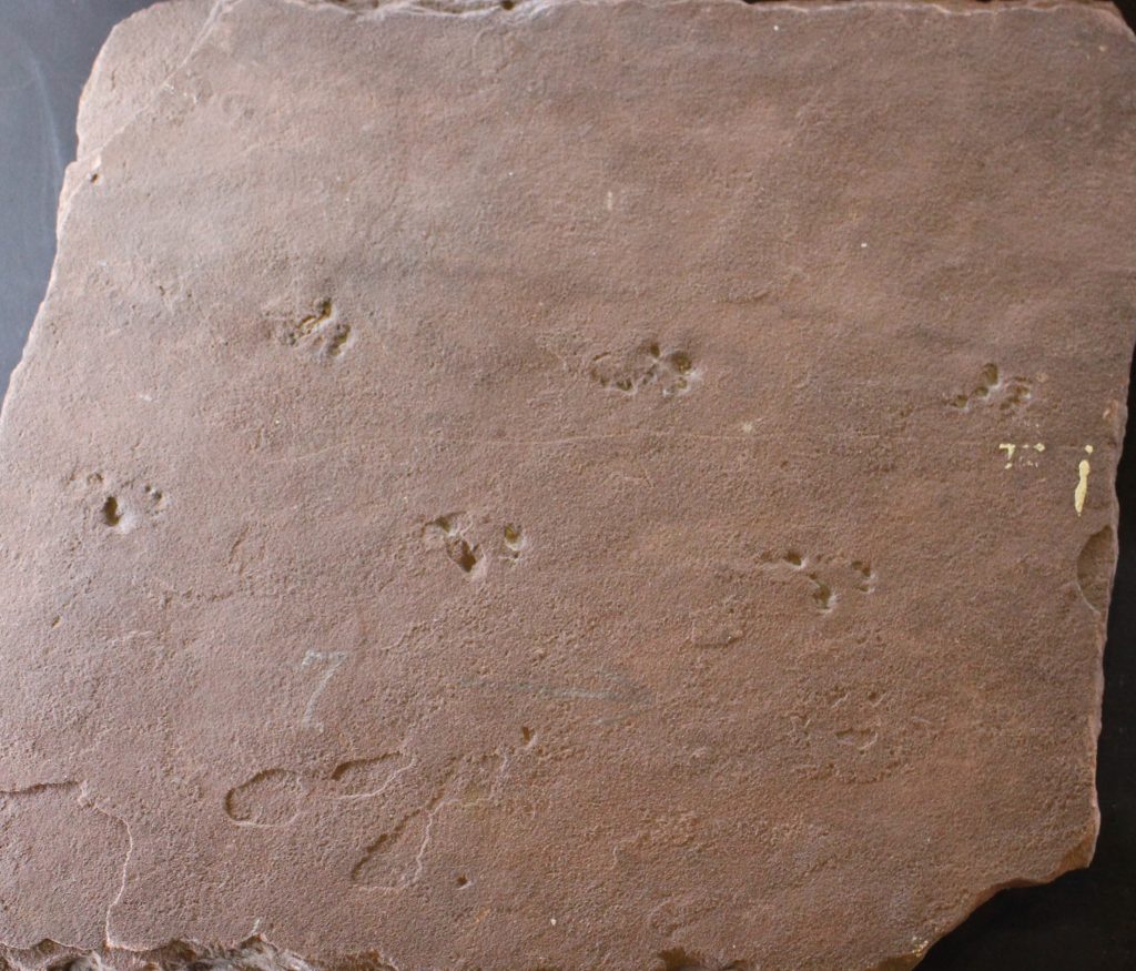 A slab of red sandstone with fossilised footprints on it.