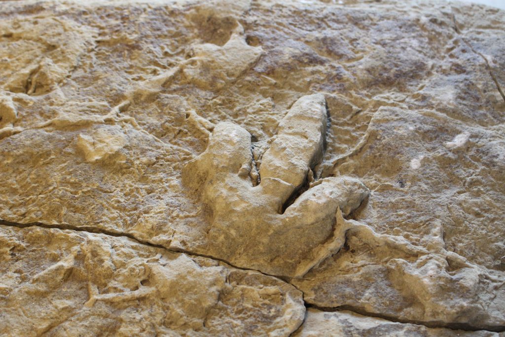 Fossilised footprint showing a large three-toed foot impression.