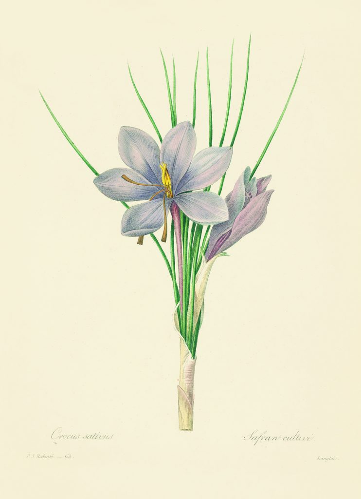 A page from a book showing a pretty purple flower.