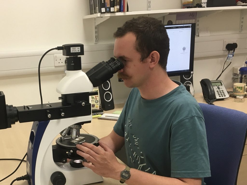 A man in a green t-shirt is seated in a laboratory looking into a large black and white microscope.