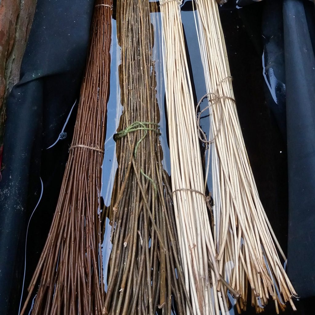 Colour photo of four bunches of willow stems being soaked in water.