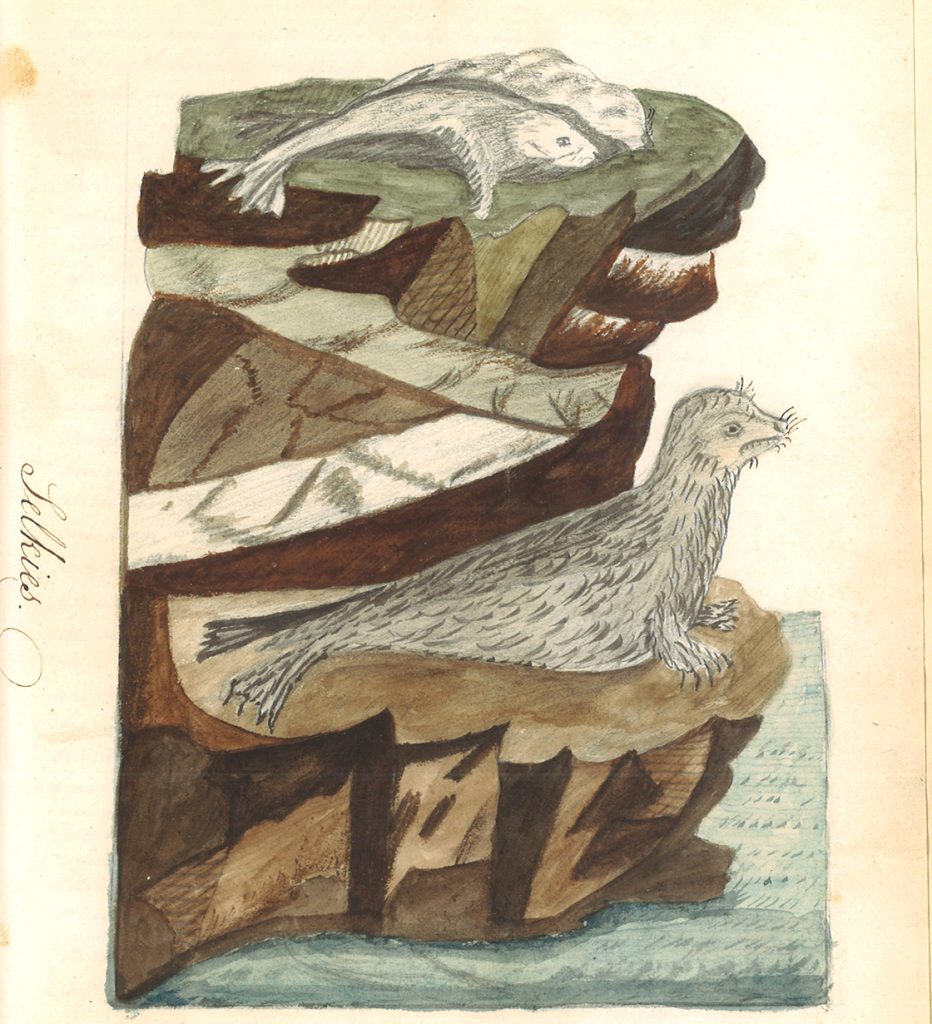 Illustration of seals on rocks.