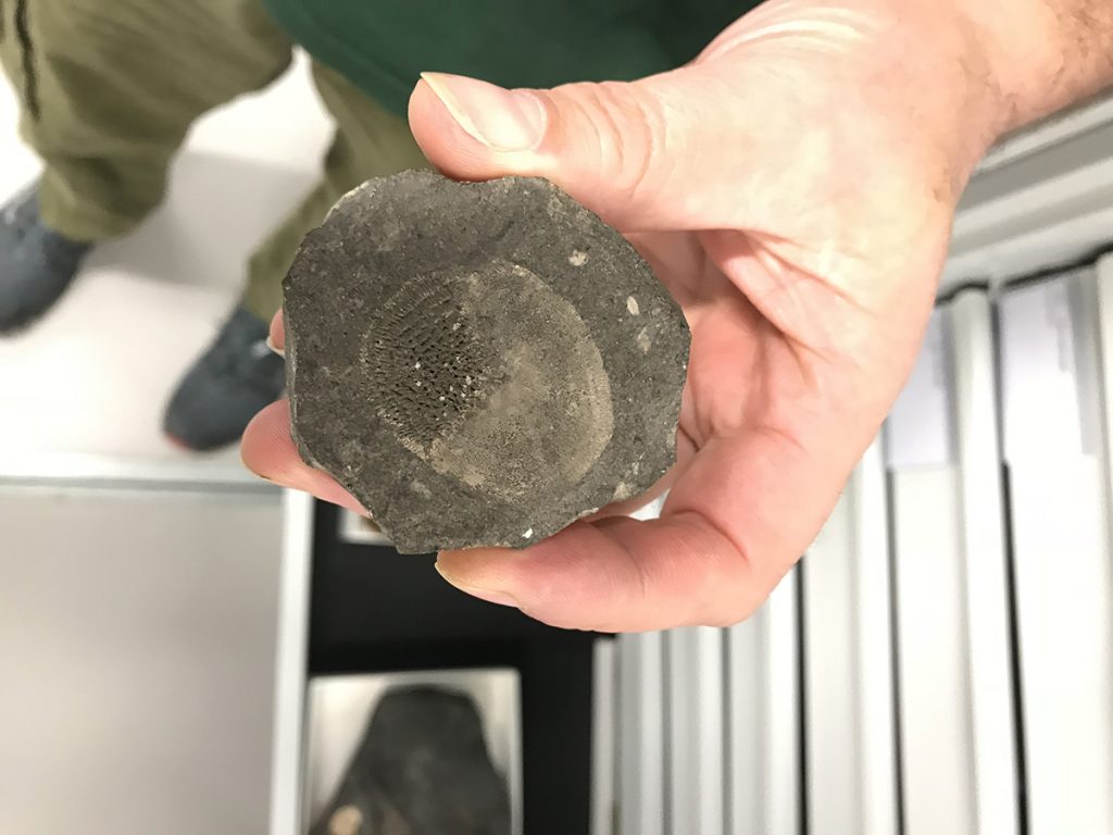 Hand holding a fossil scale.