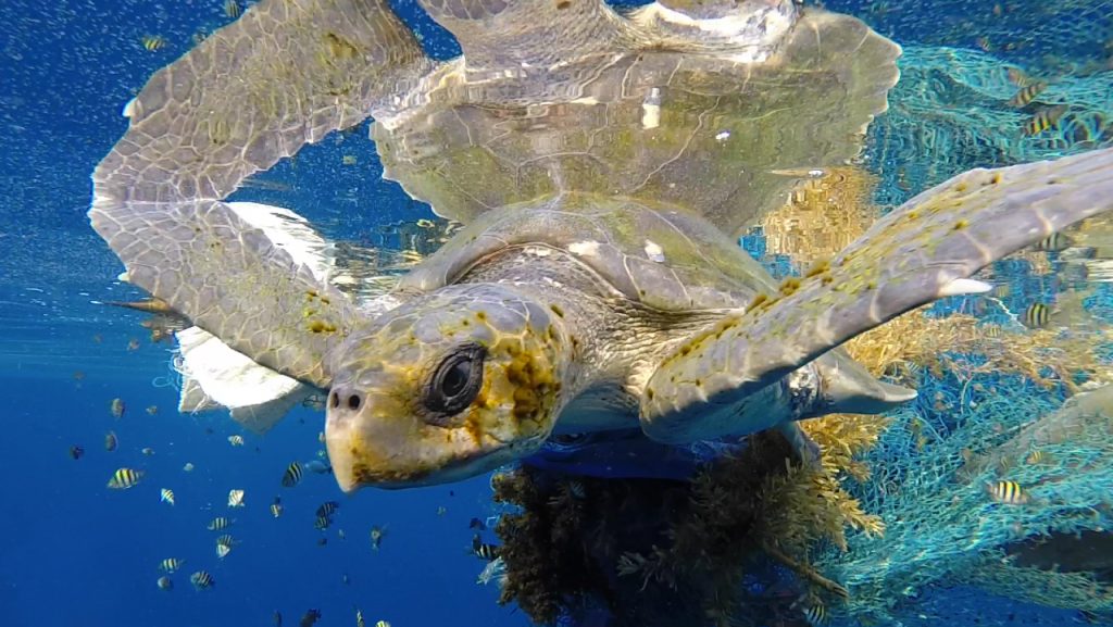 A green turtle struggles through a green plastic net in  blue waters riddled with plastic fragments.