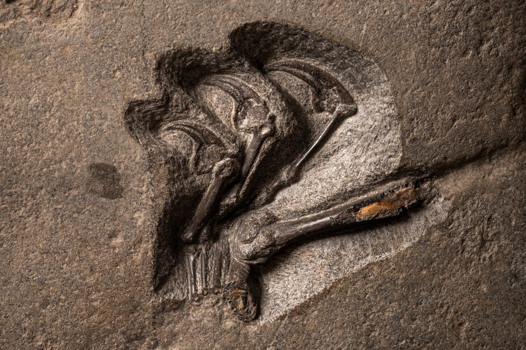 Photo of the claws of the pterosaur in rock.