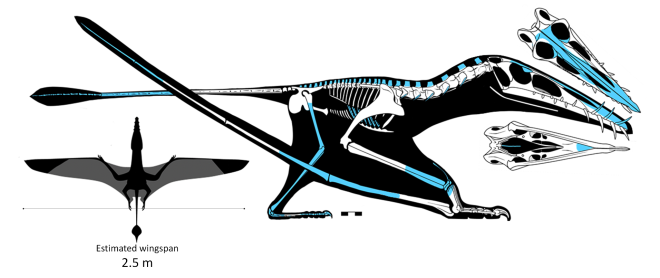 Technical diagram of the pterosaurs skeleton.