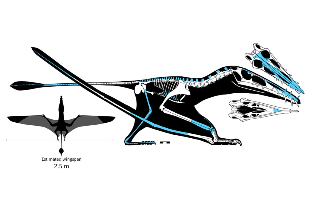 Technical diagram of the pterosaurs skeleton.