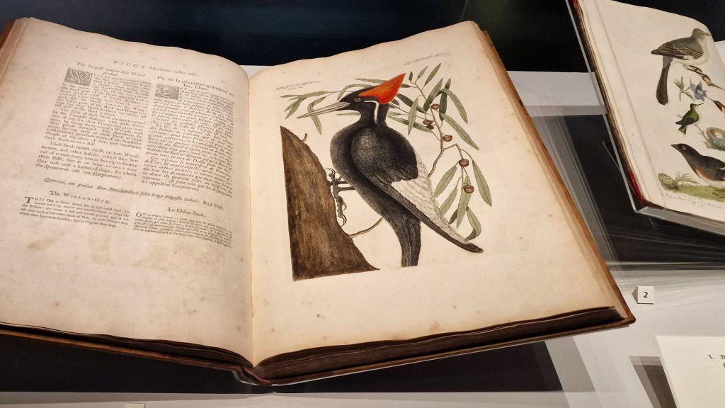 The woodpecker illustrated in a book which sits in a glass display case in an exhibition.