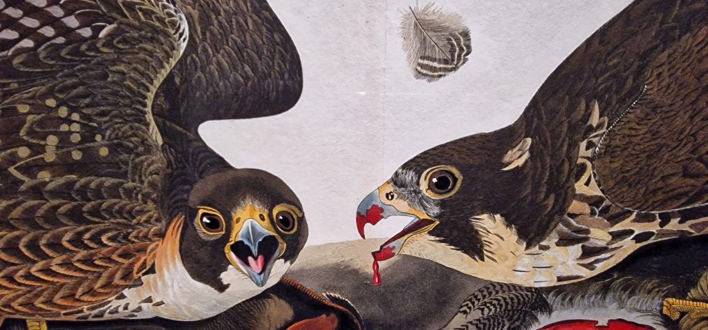 Colour photo of section of two birds of prey from a printed illustration.