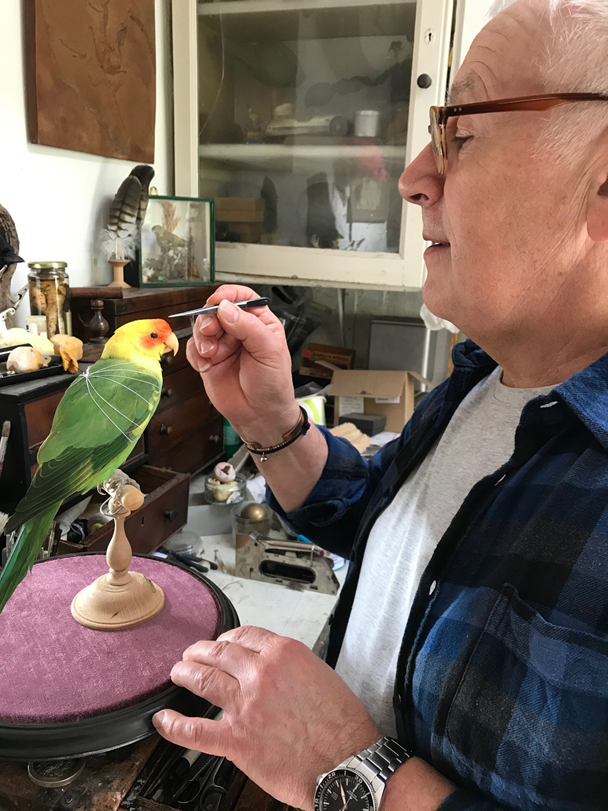 A man with glasses on works carefully on a green and yellow parakeet taxidermy specimen in his workshop.