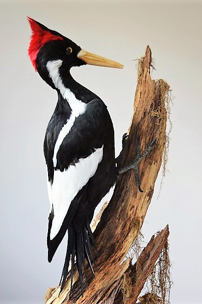 A taxidermy specimen of the woodpecker on a branch.