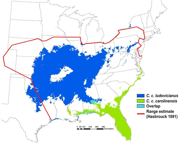 A map showing the eastern half of the USA with two colours showing the distribution of two birds species.