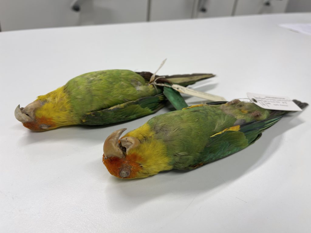 Two parakeet skins lie on their backs next to each other on a white table.