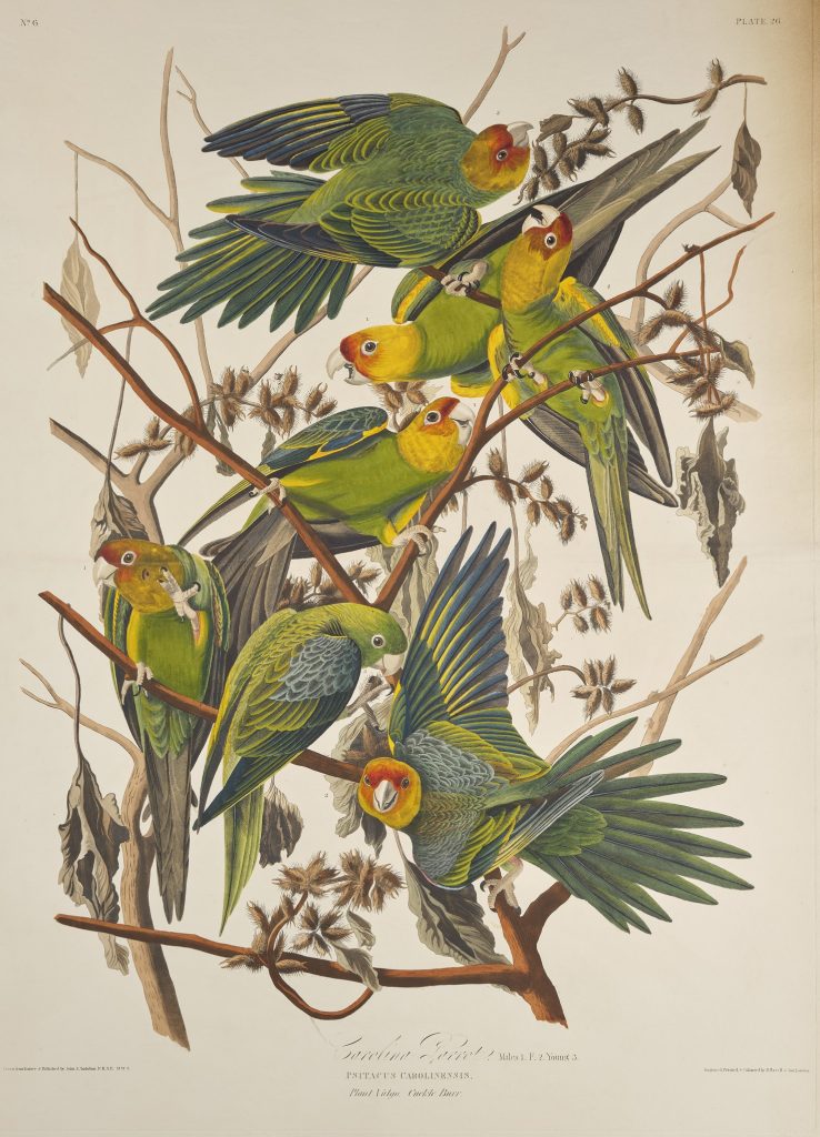 Large illustration of California parakeets by Audubon. 
