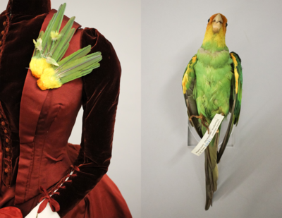 Two images next to each other, one of a parakeet specimen and the other is a Victorian dress with a feathered brooch on the breast made from the yellow and green feathers of the parakeet.