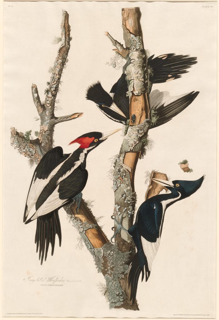 Illustration of three woodpeckers on a branch.