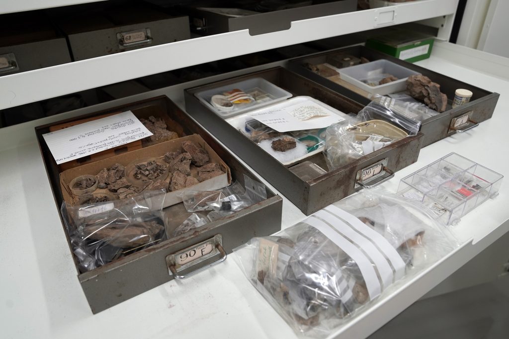 A drawer full of fossil specimens in wee trays.