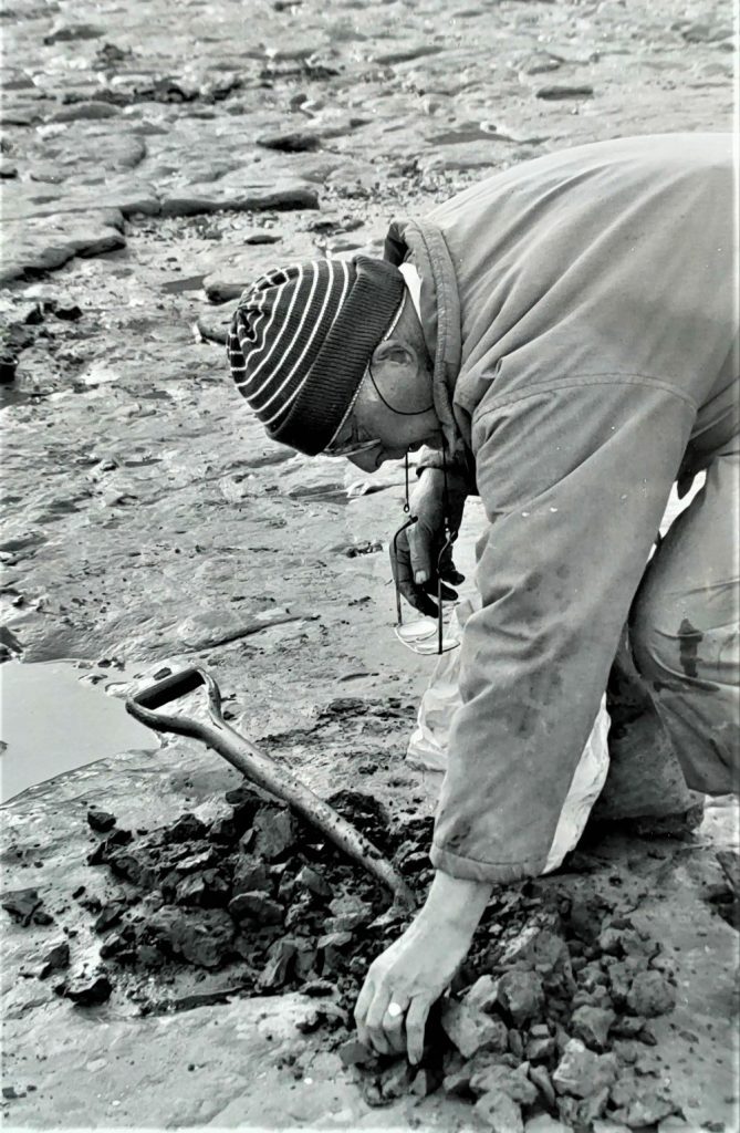 An older black and white photo of a man digging for fossils.