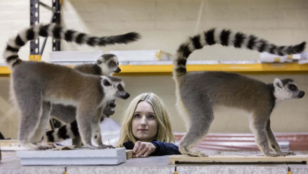 A woman stands by two taxidermy lemur specimens.