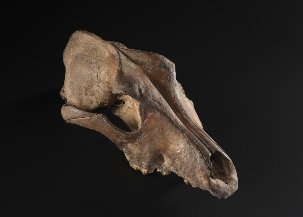 The top half of a dog's skull pointing to the right against a black background. The skull has parts of several teeth, and is a dusty brown colour.
