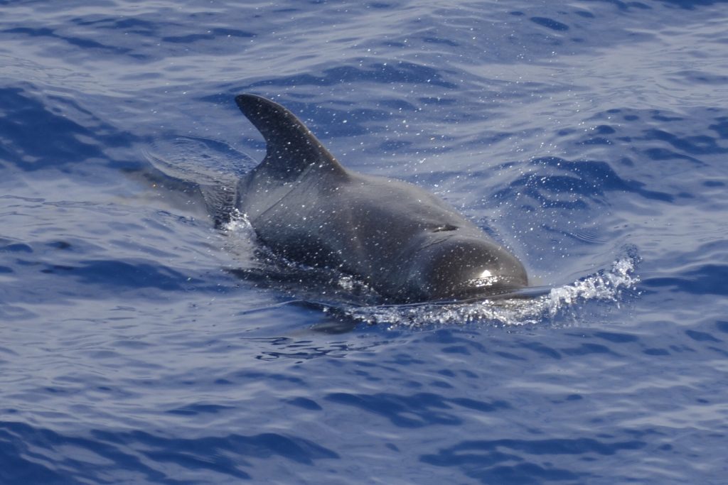 Colour photo of a pilot whale breaking the surface of the sea.