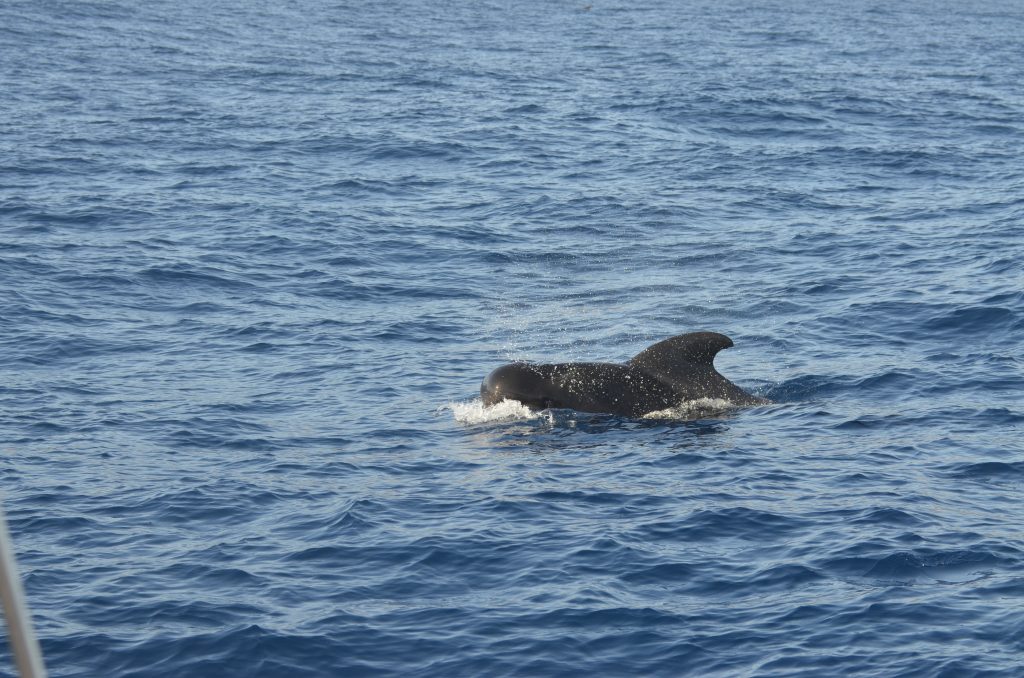 Colour photo of a pilot whale breaking the surface of the sea.