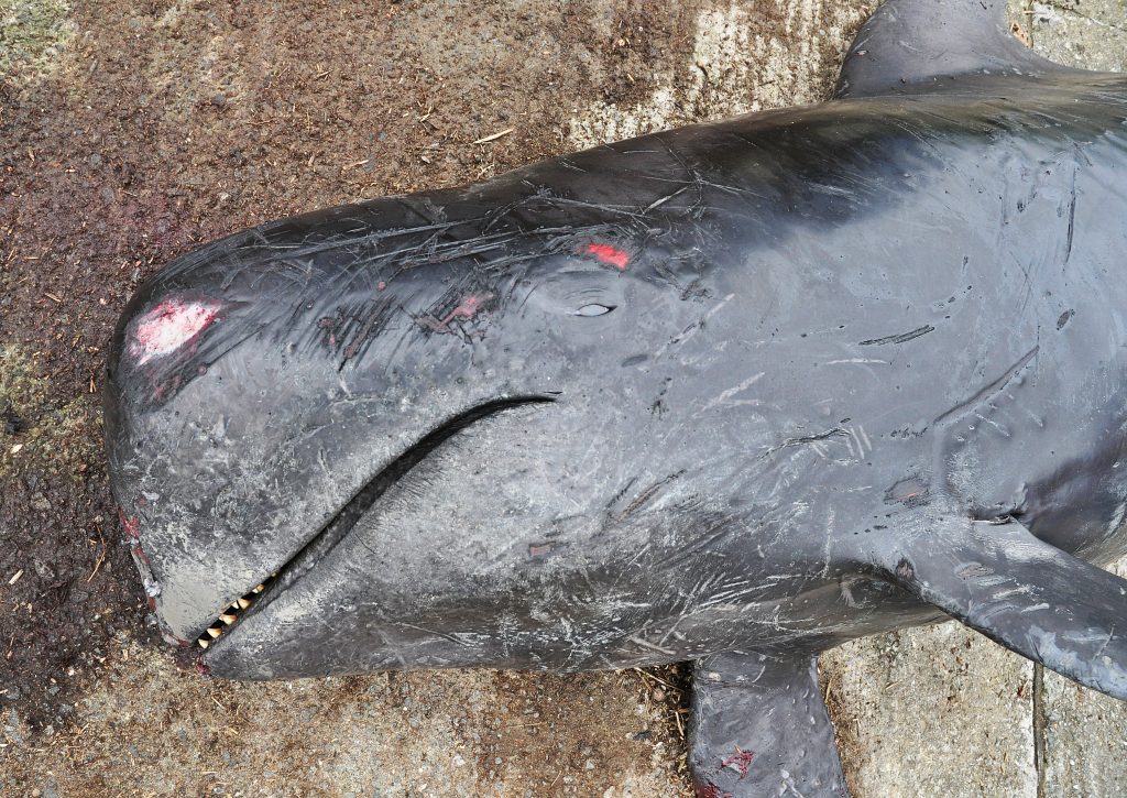 Colour photo of the head of a deceased stranded short-finned pilot whale.