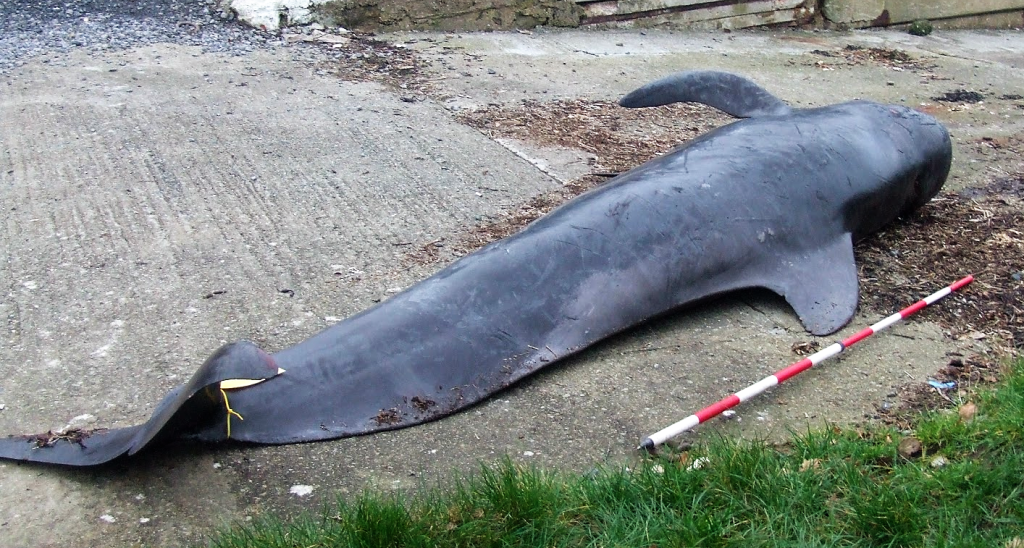 Colour photo of a deceased stranded short-finned pilot whale.