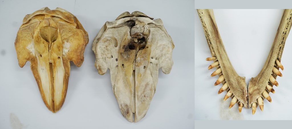 Colour photo triptych from left to right of two whale skulls and the teeth of a pilot whale.