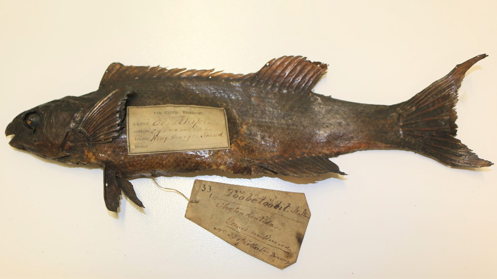 A taxidermy prep of a fish with labels attached to its fins.
