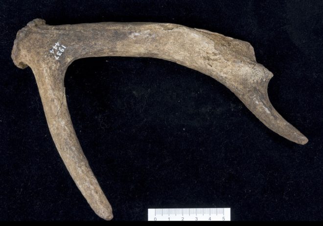 A stubby deer antler viewed from above on a black felt surface. The antler is relatively short, with two 'arms' both ending in rounded points.