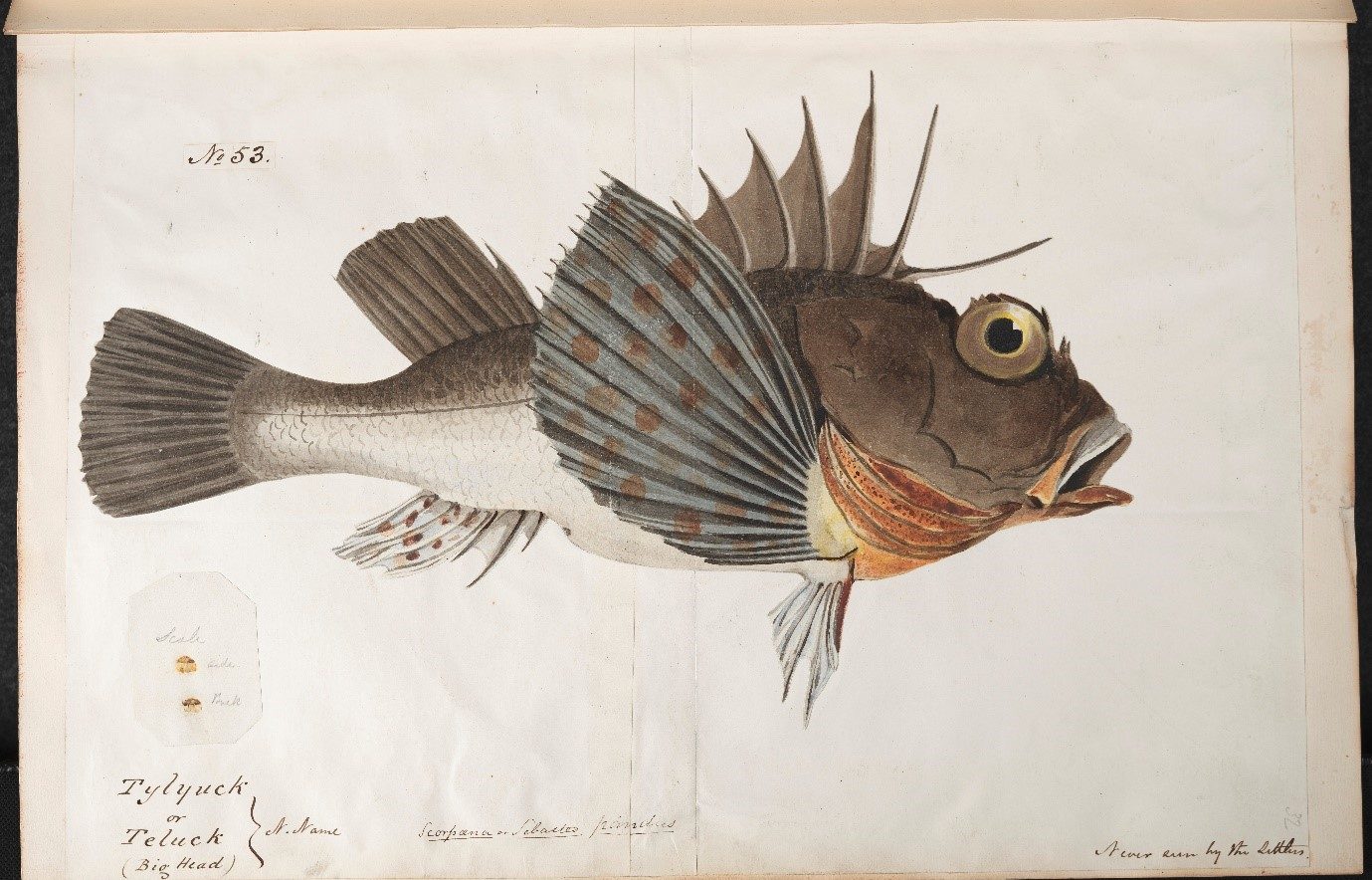 Colour illustration of the same fish from the engraving.