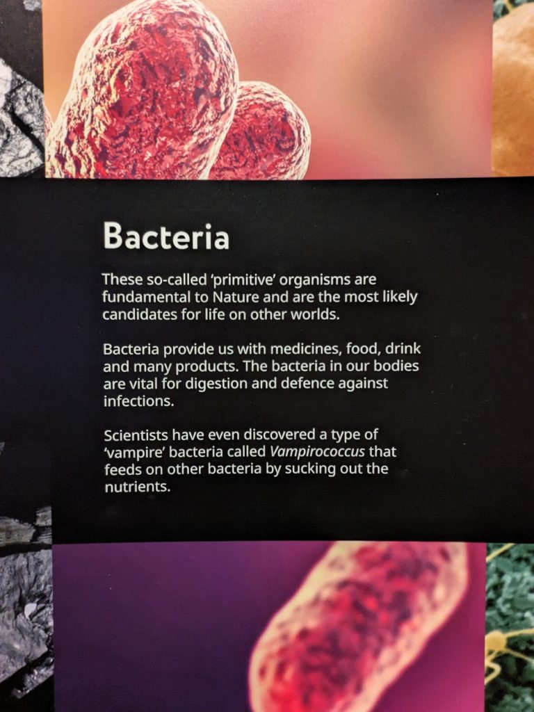 Closeup of a panel depicting a red, cylindrical bacteria with a texture resembling ground beef, above a black text box which gives a few facts about bacteria.